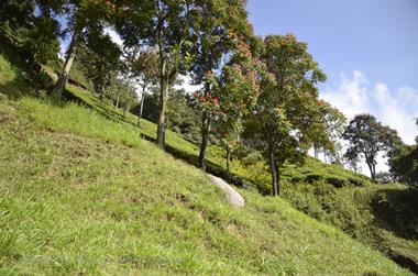 Nilgiri-Blue-Mountain-Train, Mettupalayam - Coonoor_DSC5429_H600